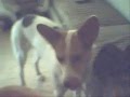Omage-To-my-Puppy