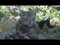 kool kitty 1 of 4