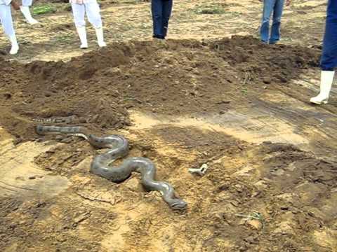 anaconda