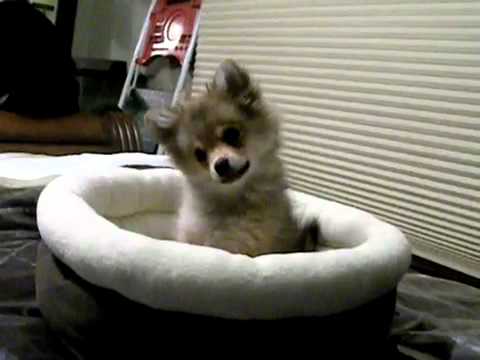 Baby Wolf Howls