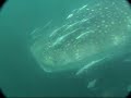 Borneo Whaleshark 5 - Kota Kinabalu