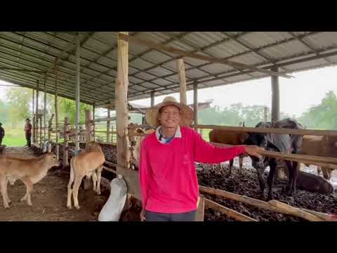 โครงการขับเคลื่อนการเกษตรระดับหมู่บ้านสู่การผลิตสินค้าเกษตรมูลค่าสูง ประจำปีงบประมาณ พ.ศ. 2568 (โคเนื้อ โควากิว)