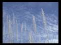 Cirrus Clouds - for net Cirrus Clouds - for net
