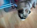 Crazy Pug AJ