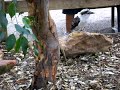 Laughing Kookaburra Laughing Kookaburra