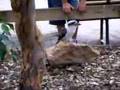 Laughing Kookaburra