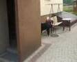 Boyero de Berna video