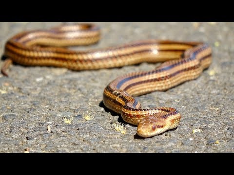 YouTube reptile video
