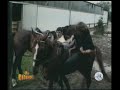 Videos Para Reirse