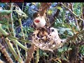 Hummingbird - Feeding 02/06/08 Hummingbird - Feeding 02/06/08