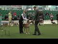 Junior Handling Association (JHA) Finals