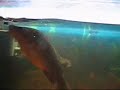 Murray Cod