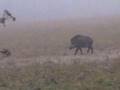 Bogenjagd auf Schwarzwild im Winter in Ungarn