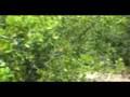 Grelo BTT 2007 Teaser