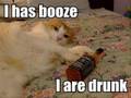 LOLCatz