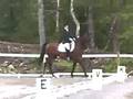 videos de Barry dressage show