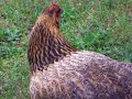 Stupid Chicken Stupid Chicken