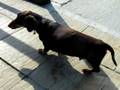 videos de maverick