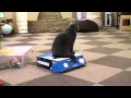 Bully Cat Stuffs Cat In Box - animals, box, cats, pets, funny