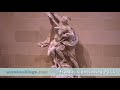 France Sightseeing in Paris Video by Eurobookings.com
