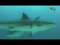 Wyndham Viva Dive/Shark alley