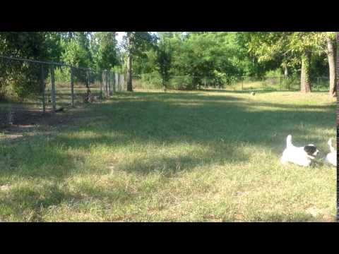 Video of pups July 2016