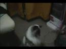 Chavelle playing Chavelle playing