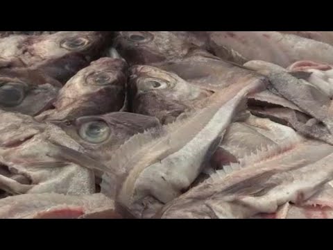 Schock für deutsche Nordseefischer: 40 Prozent weni ...