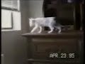 Classic funny cats video