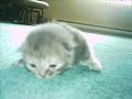 Petits chats cute ! Petits chats cute !