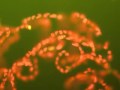 Stresses on Global Phytoplankton