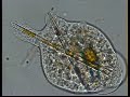 TRICHAMOEBA AMEBA AMOEBA.