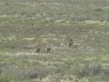 Flying Z Broke Horn Bull & Cows