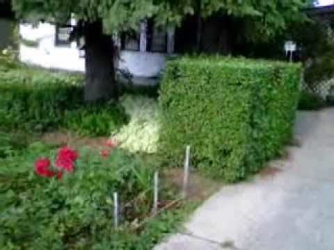 how to transplant virginia creeper