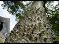 3600 Shades of Green: A Survey of csun's Trees