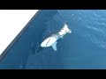 Rob Shark.MPG Rob Shark.MPG