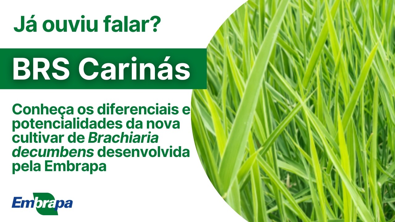 BRS Carinás