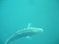 PESCA SUBMARINA LUBINA/ROBALO HEMBRA CORTEJADA CON LOS MACHO