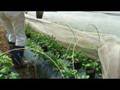 家庭菜園動画12