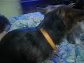 Christmas time-the little dogs decide to get comfy in bed
