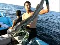 spearfishing action Giant Grouper by almarei (free dive) spearfishing action Giant Grouper by almarei (free dive)