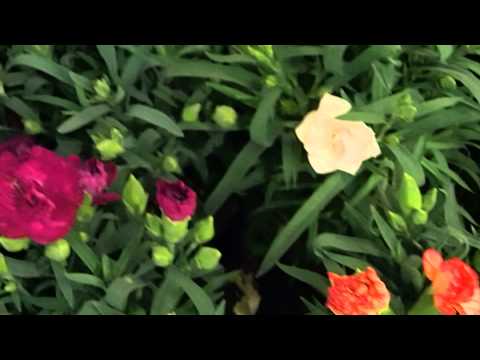 how to grow dianthus