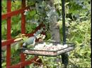 bluetit