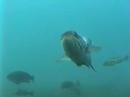 Calico Bass and Jellyfish