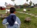 videos de Dang chan vit