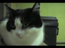 Cat Faces