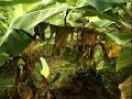 My Farm
