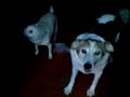 perro asesino de raza.3gp