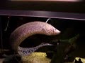 African lungfish