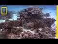 New Species Found at Great Barrier Reef